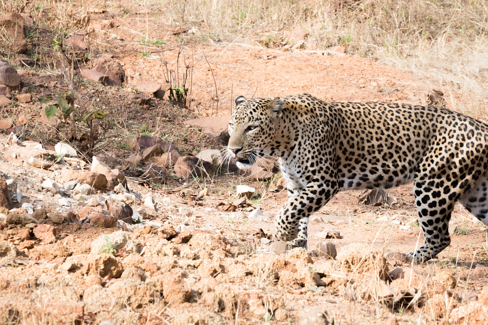 Nikon D610 sample photo. A leopard staring photography