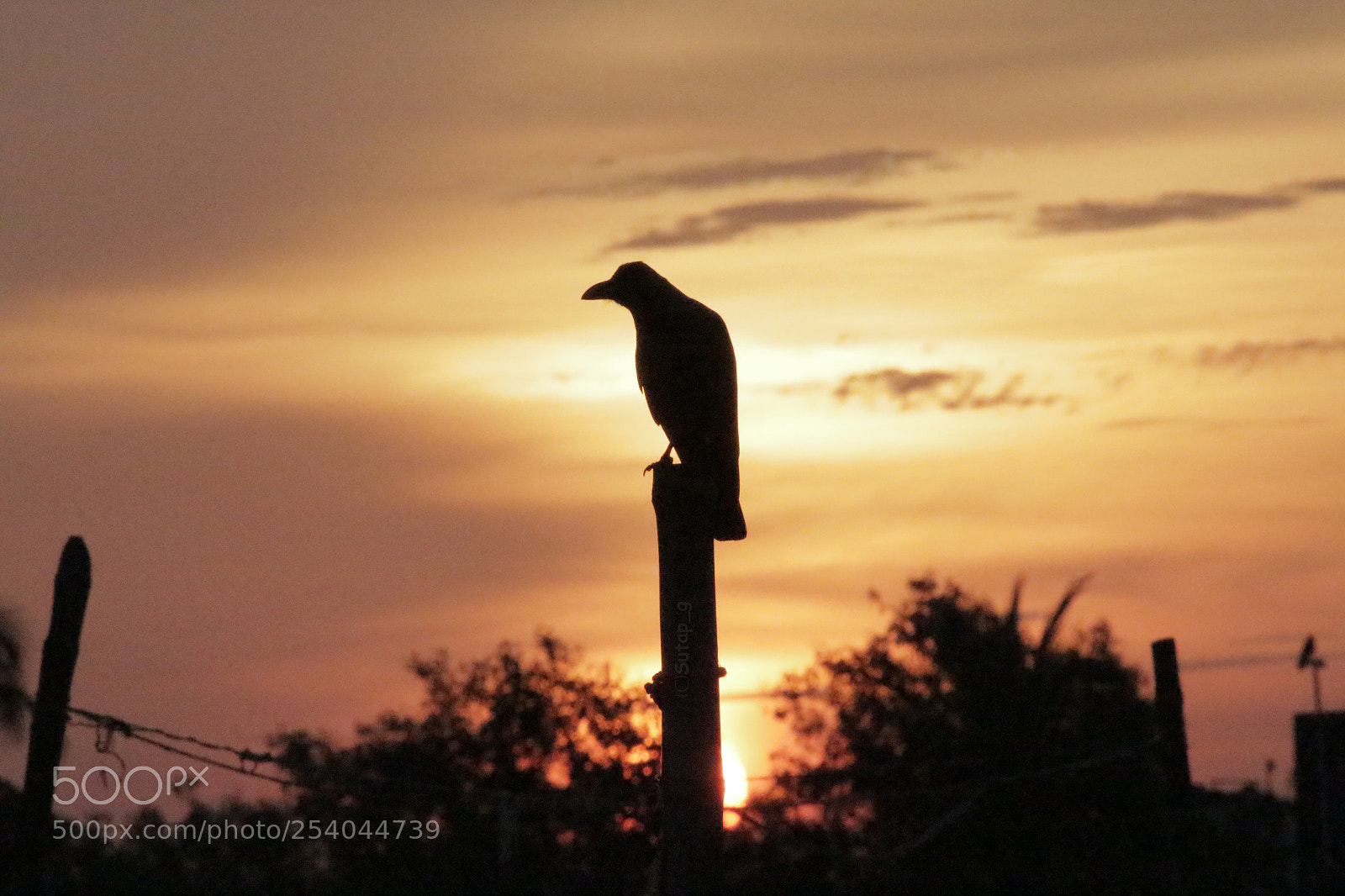 Canon EOS 700D (EOS Rebel T5i / EOS Kiss X7i) sample photo. The raven that refused photography