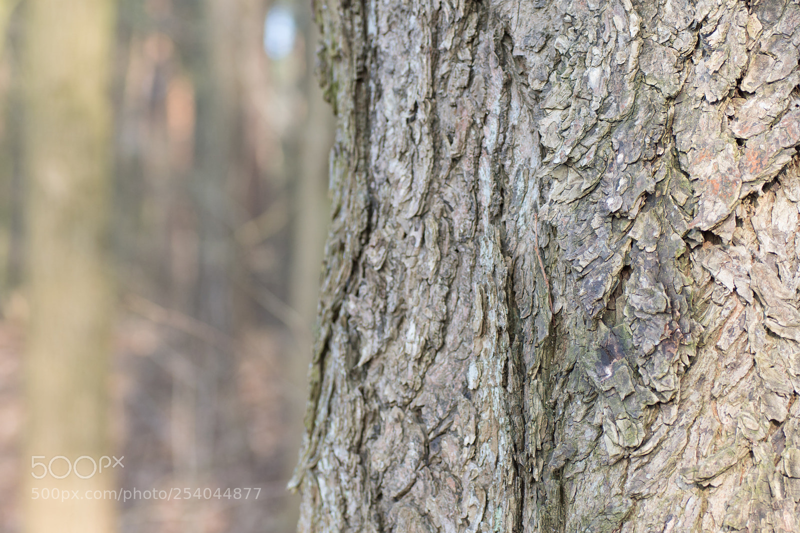 Sony ILCA-77M2 sample photo. The  tree photography