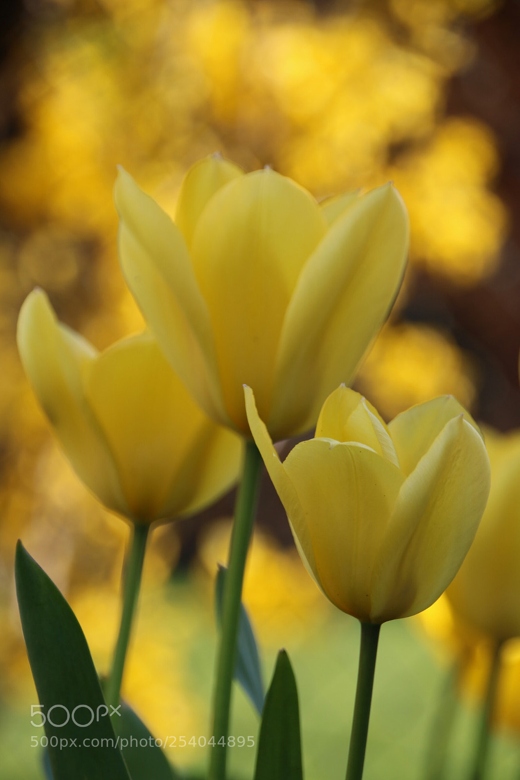 Canon EOS 750D (EOS Rebel T6i / EOS Kiss X8i) sample photo. Pure gold  photography