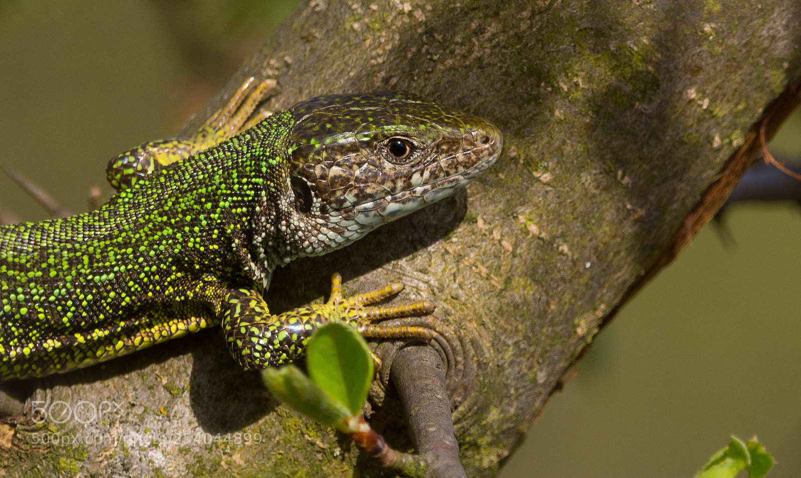 Nikon D7100 sample photo. Lacerta viridis photography