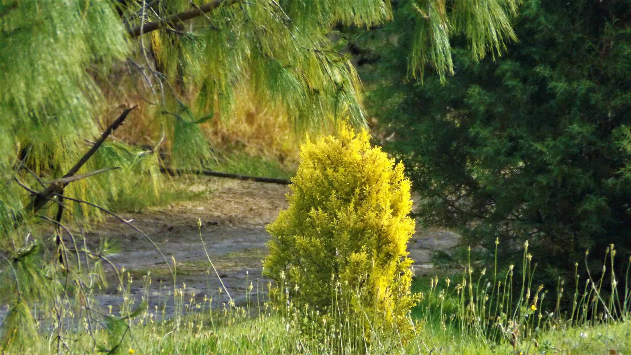 Fujifilm FinePix S4800 sample photo. Variations of green photography