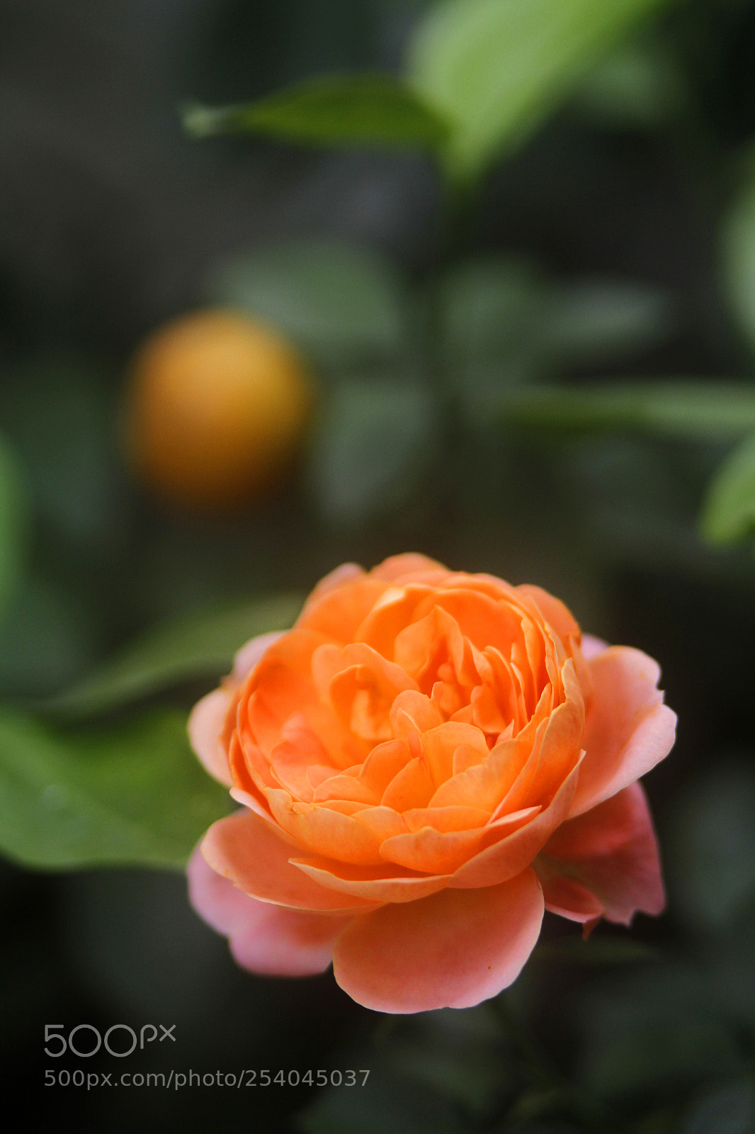 Canon EOS 7D sample photo. Rose photography
