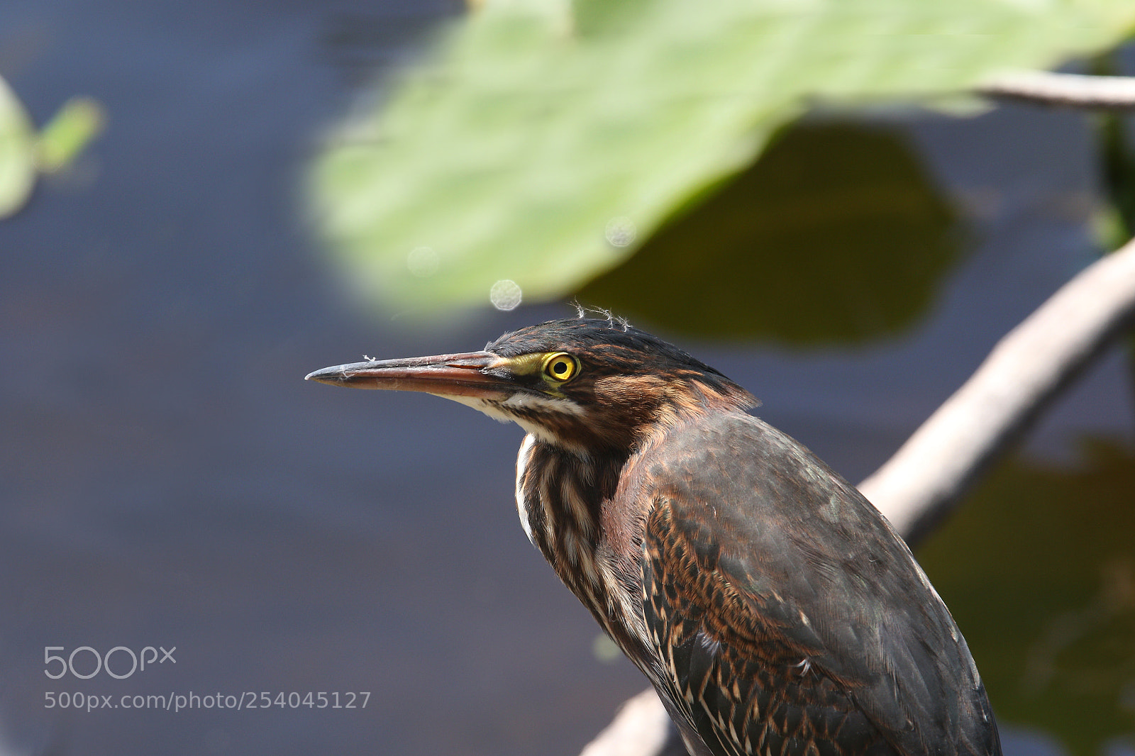 Canon EOS 7D Mark II sample photo. Cta photography