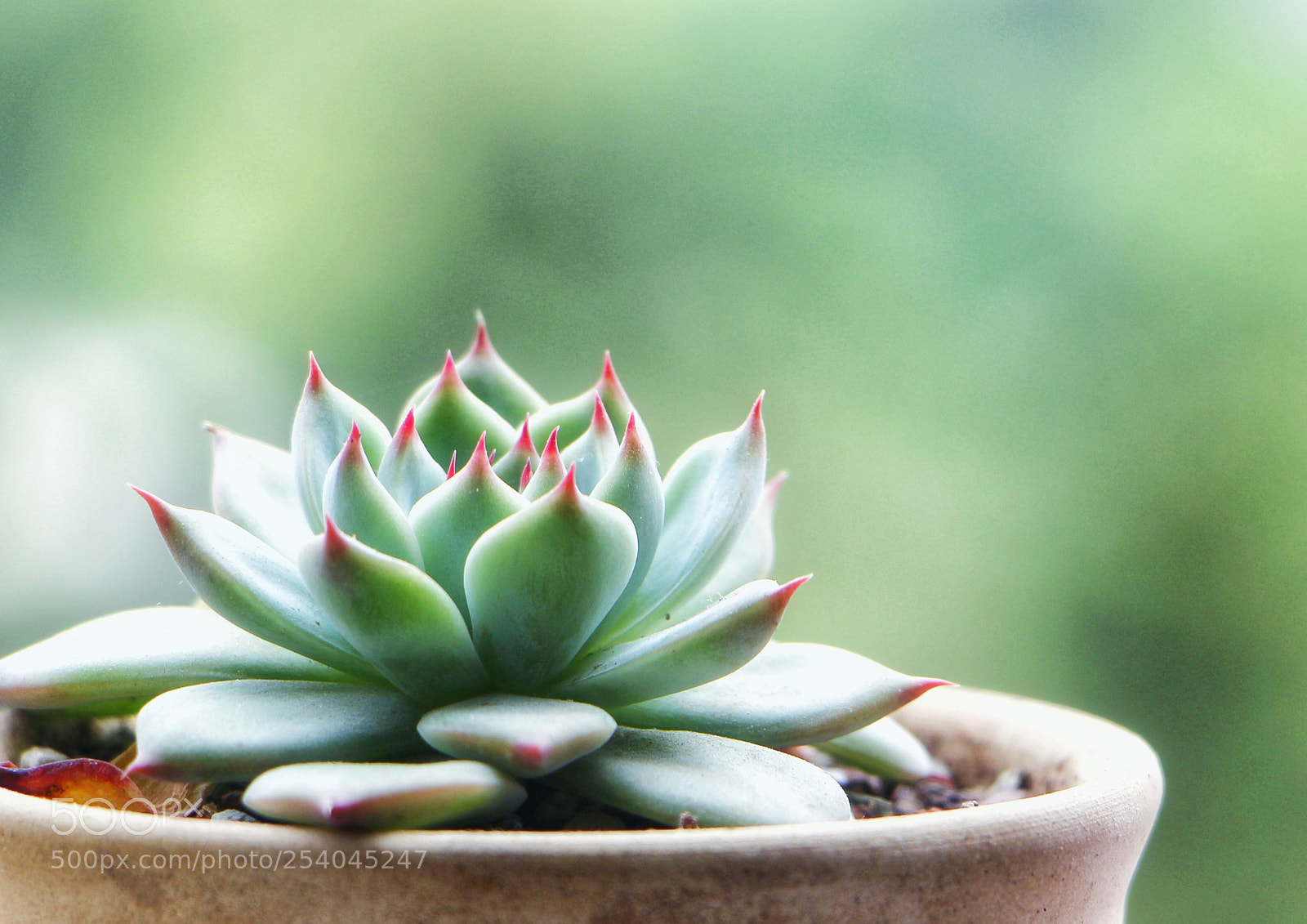 Canon EOS 700D (EOS Rebel T5i / EOS Kiss X7i) sample photo. My adorable little plant photography