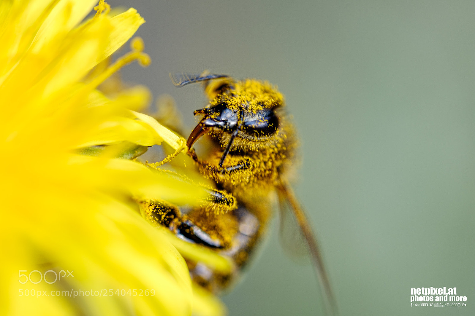 Fujifilm X-T2 sample photo. Bee photography