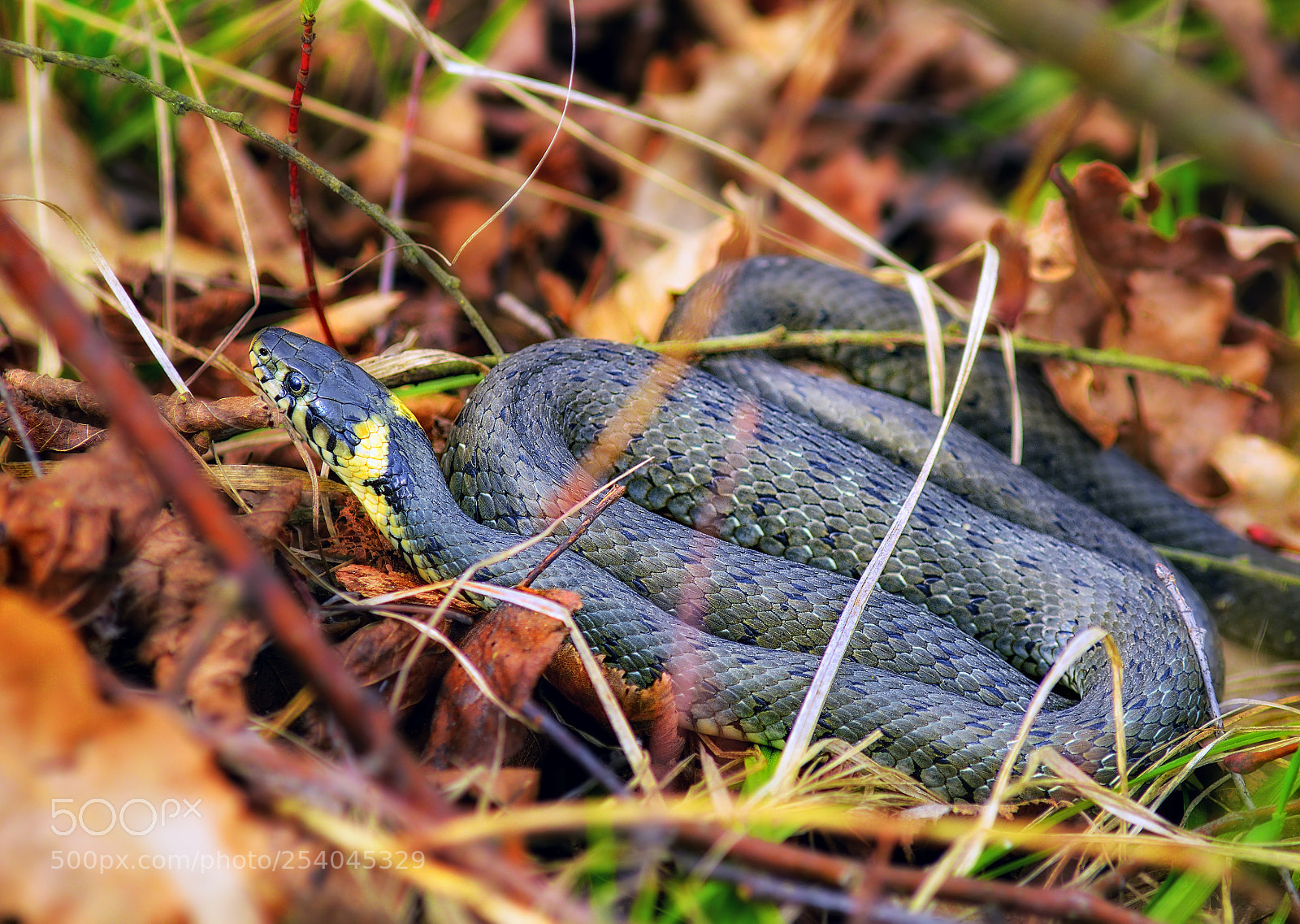 Nikon D800E sample photo. Unexpected meeting photography