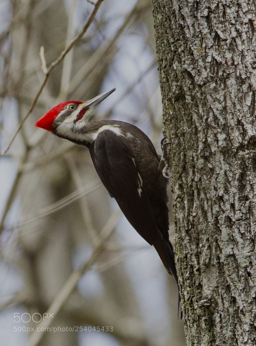 Canon EOS 7D sample photo. Img photography