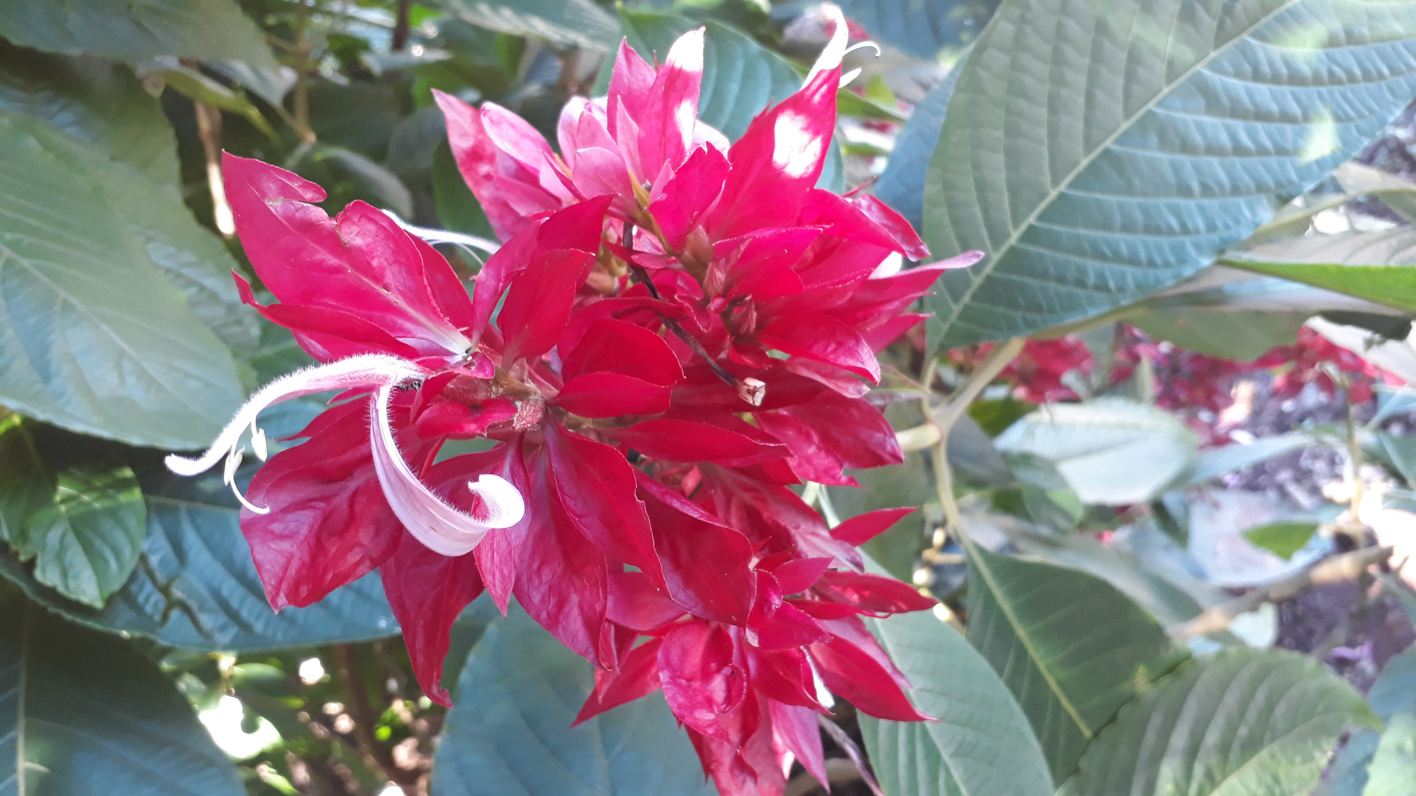 Samsung Galaxy J7 Prime sample photo