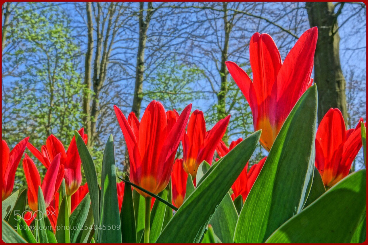 Sony Cyber-shot DSC-RX10 III sample photo. Ted tulip photography