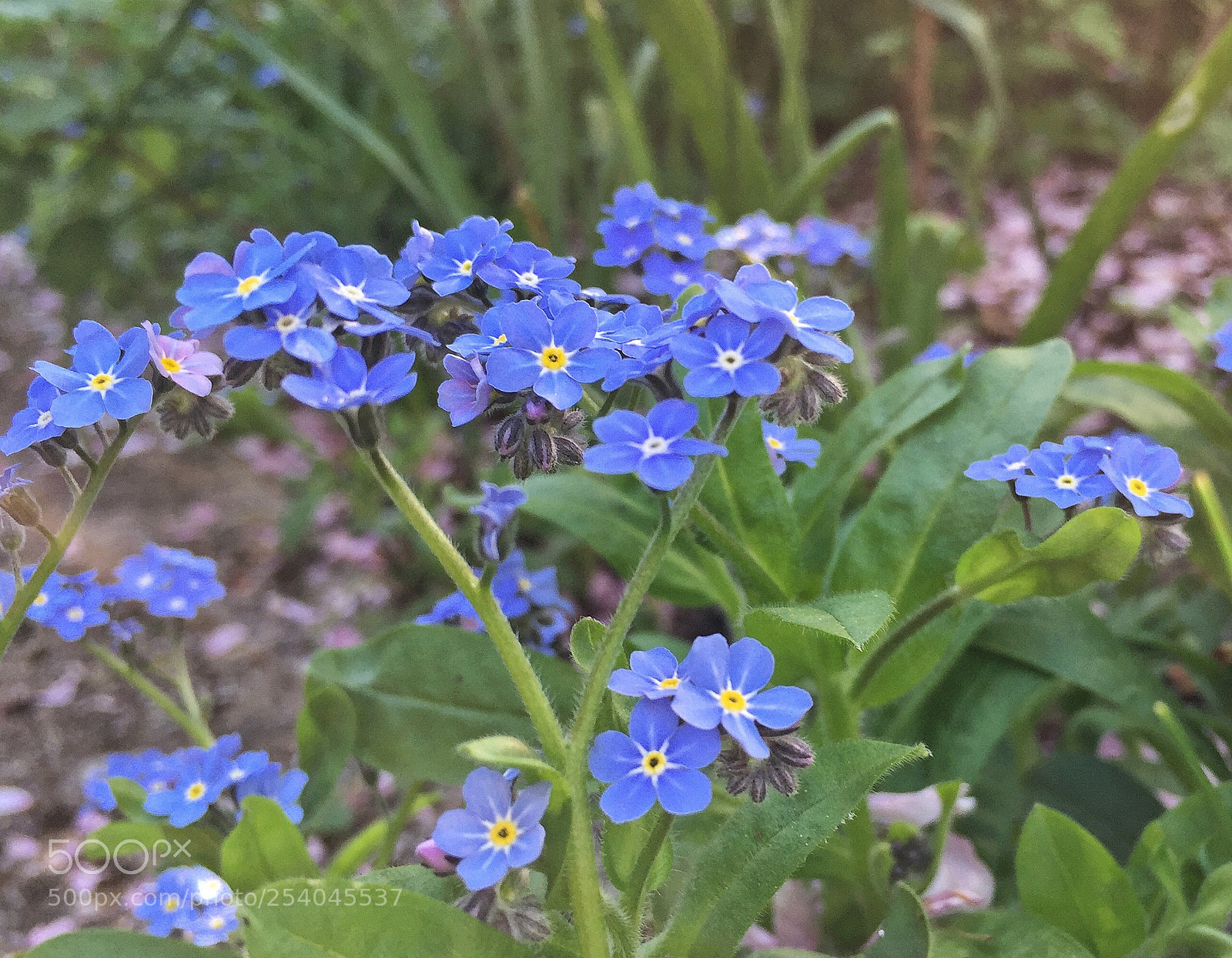 Apple iPhone 6 Plus sample photo. Forget me not photography