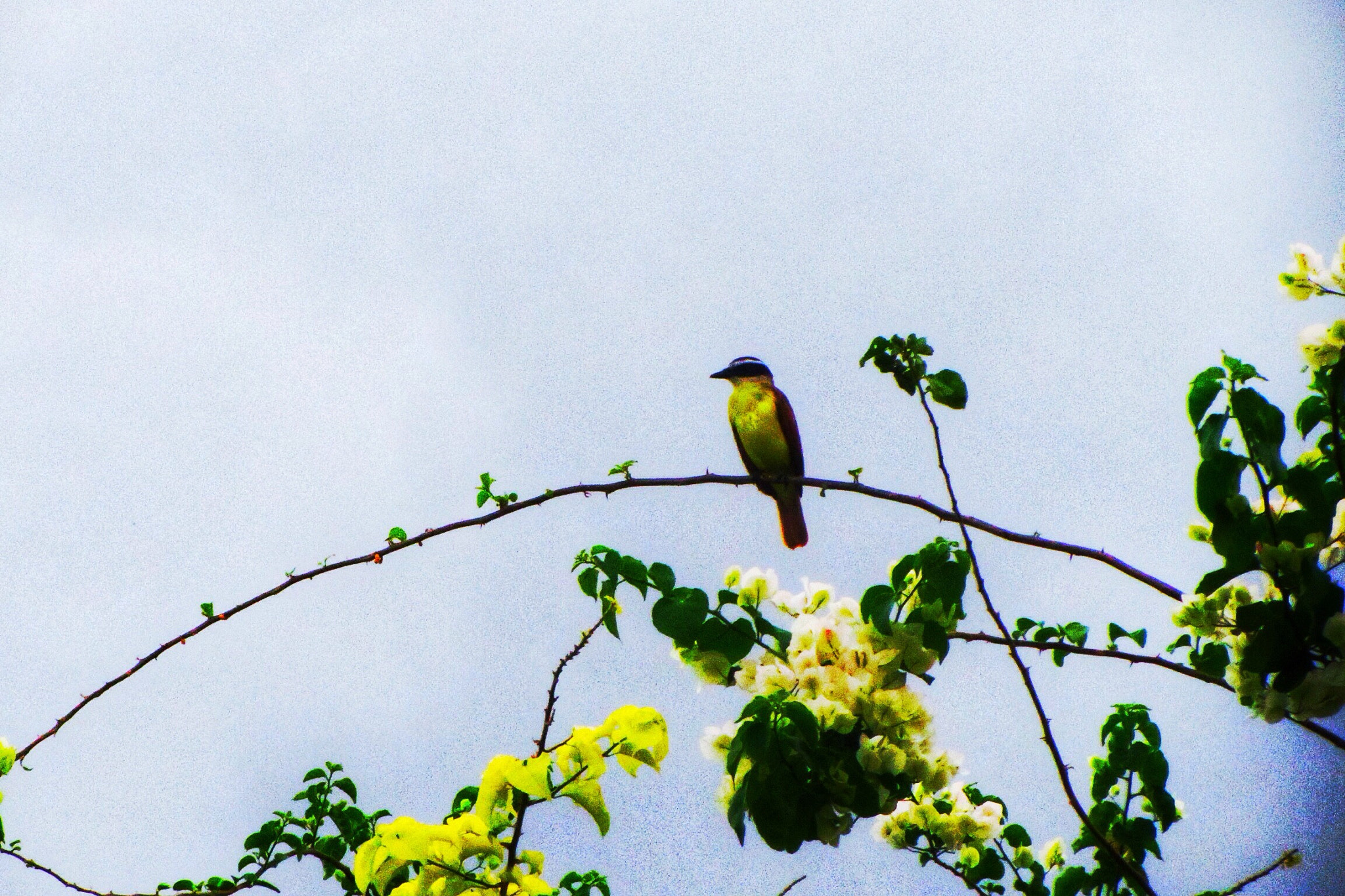 Canon PowerShot SX230 HS sample photo. Bird watching  photography