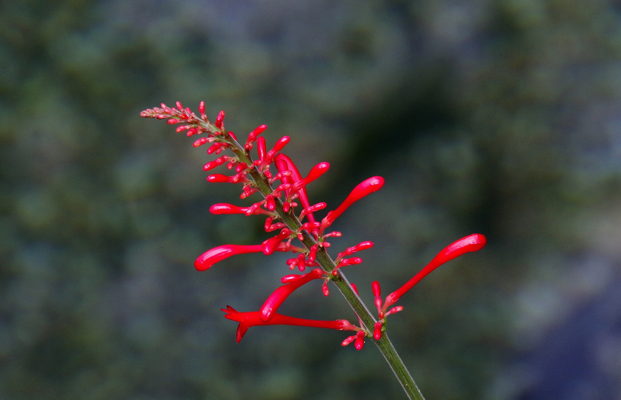 Pentax K-70 sample photo. Fragile red photography