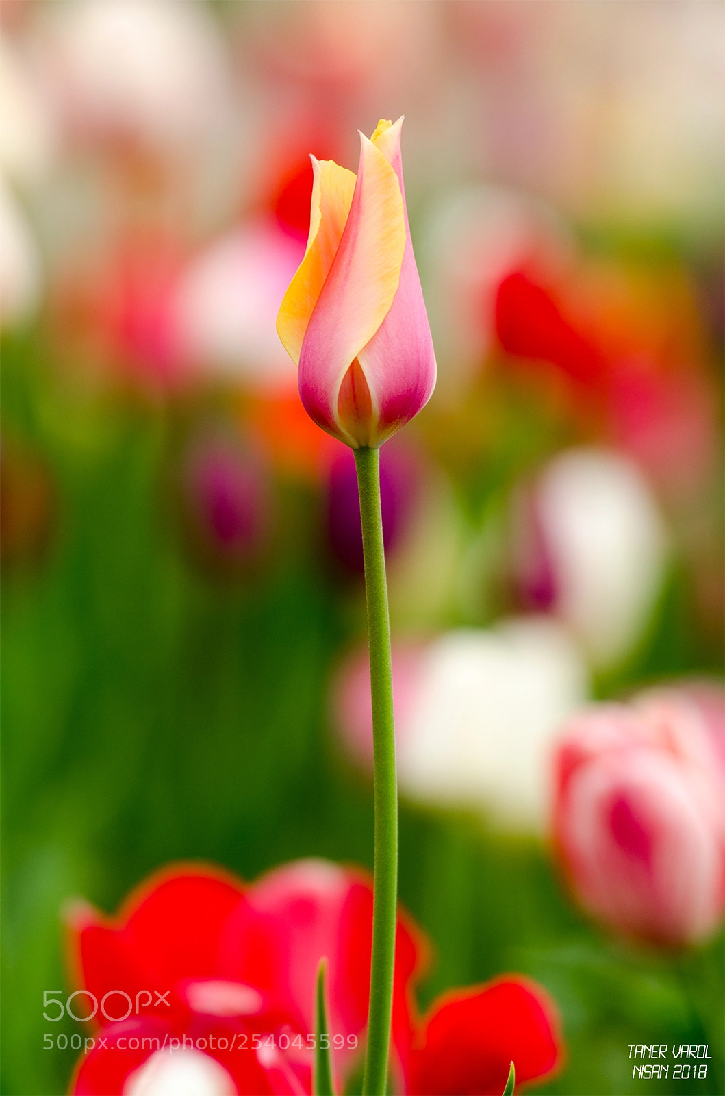 Nikon D7000 sample photo. Love photography