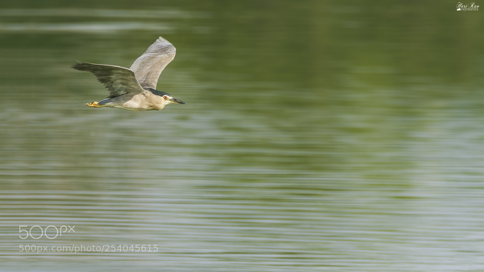 Nikon D810 sample photo. The grey heron.. photography