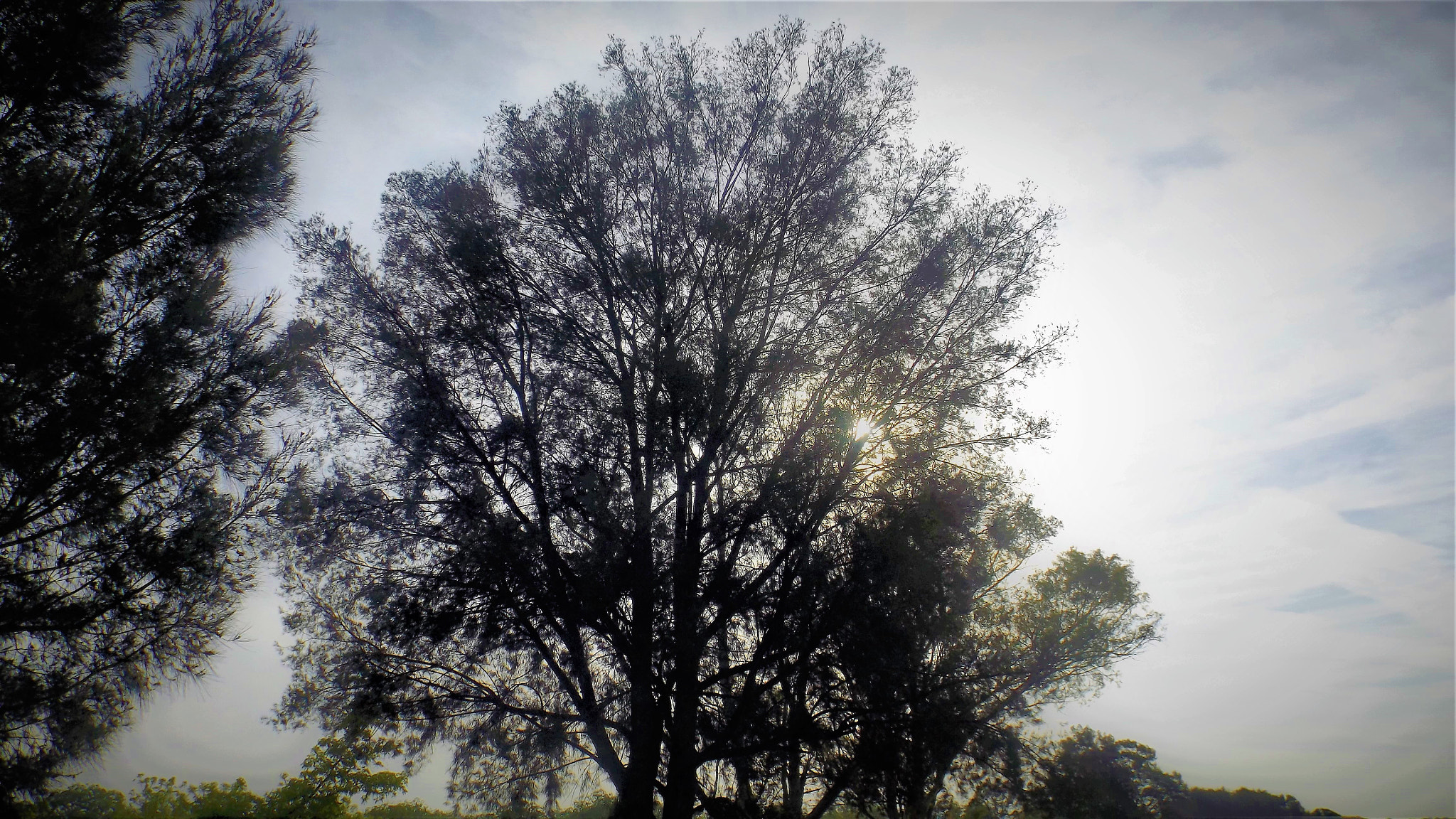 Fujifilm FinePix S4800 sample photo. Tree, sun and sky photography