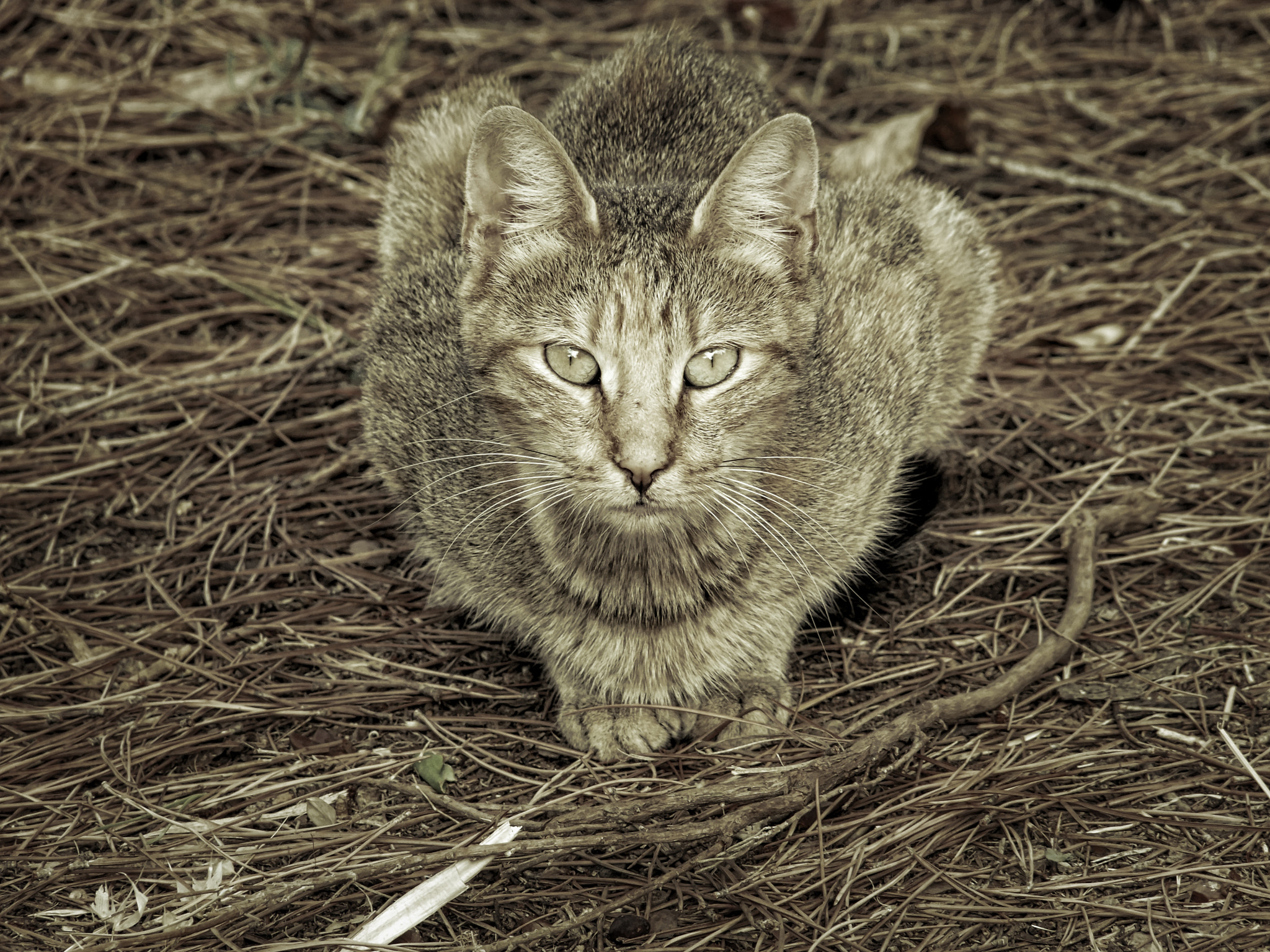 FujiFilm FinePix S200EXR (FinePix S205EXR) sample photo. The camouflage cat photography