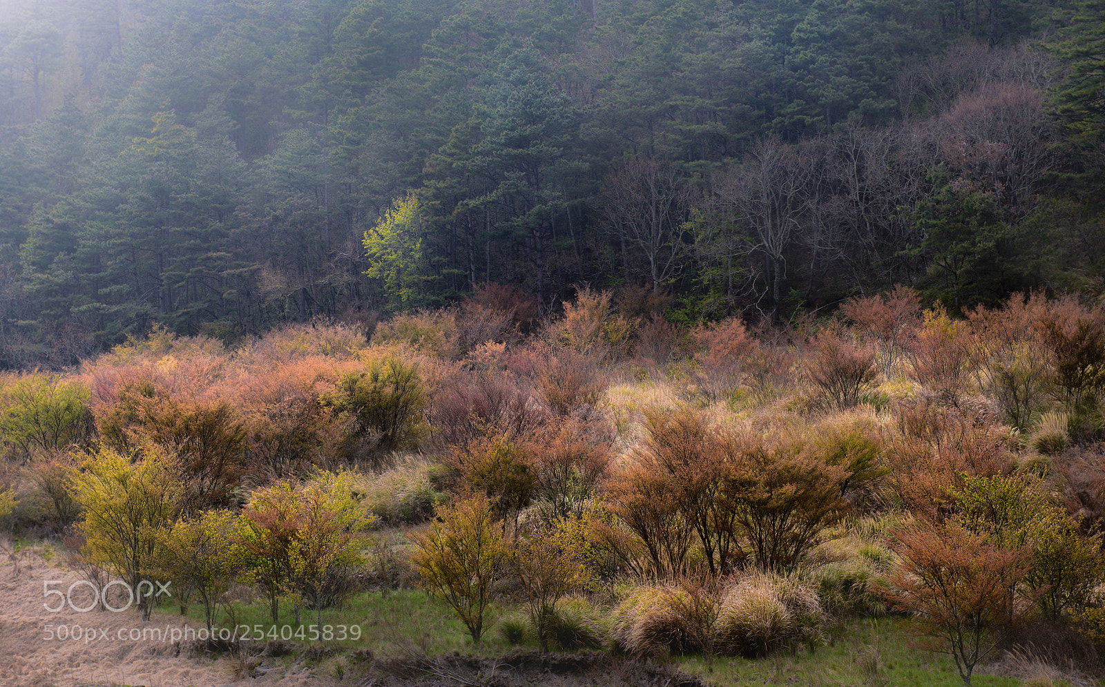 Nikon D850 sample photo. Colors of spring photography