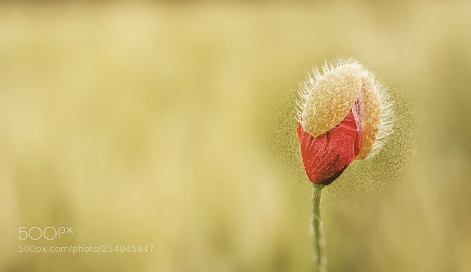 Nikon D7000 sample photo. Newborn in nature photography