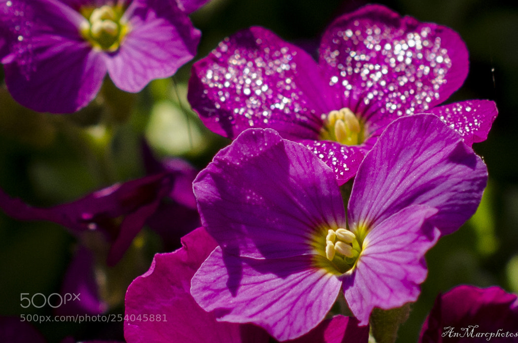 Nikon D7000 sample photo. Fleurs de printemps () photography