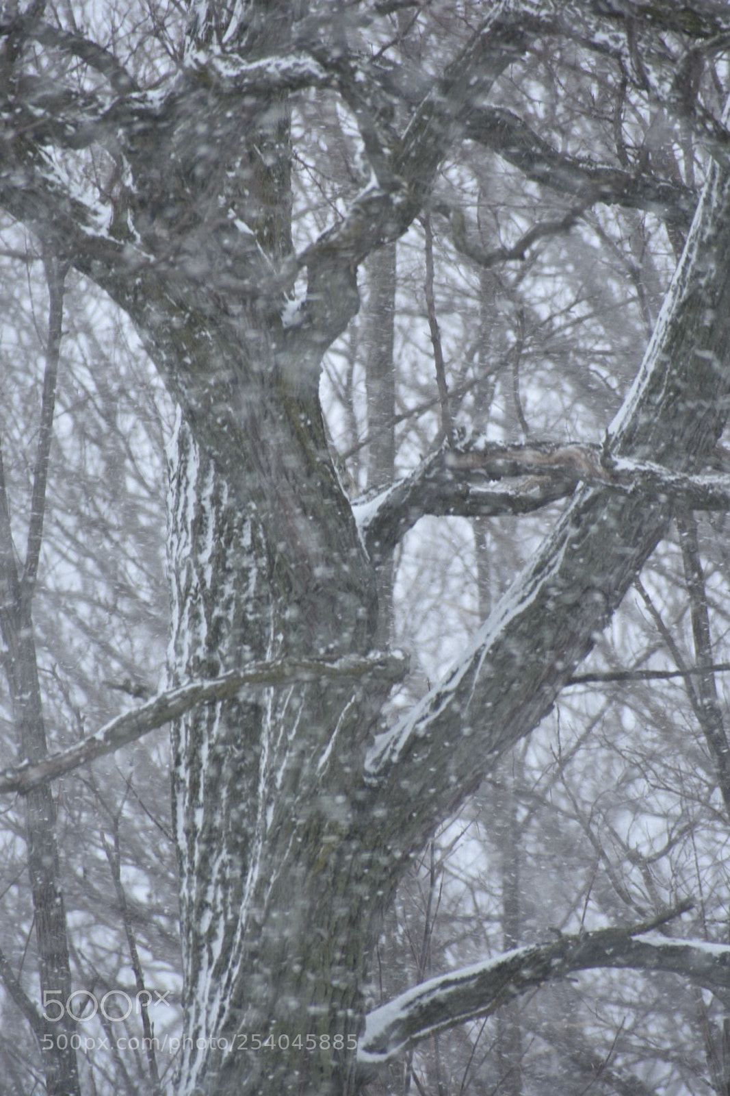Nikon D3400 sample photo. April snow photography