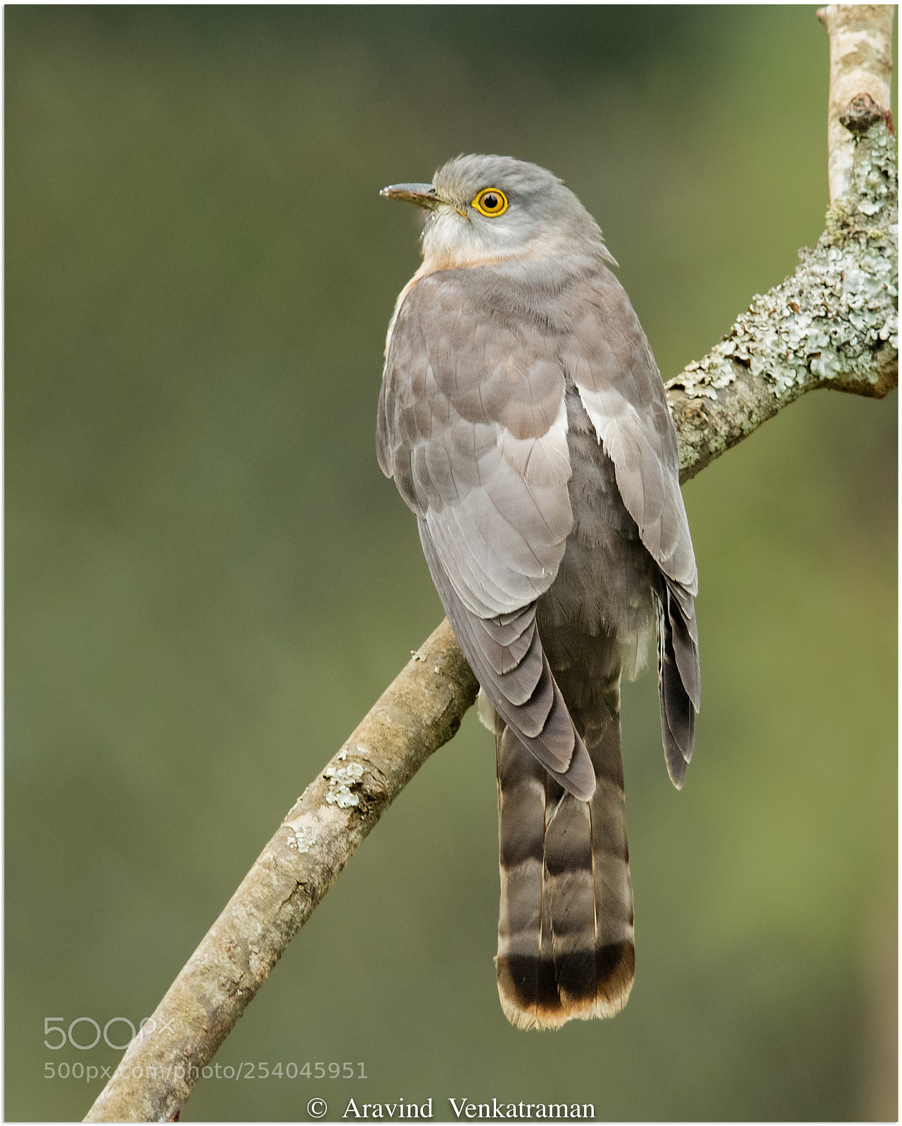 Canon EOS 7D Mark II sample photo. Common hawk cuckoo photography