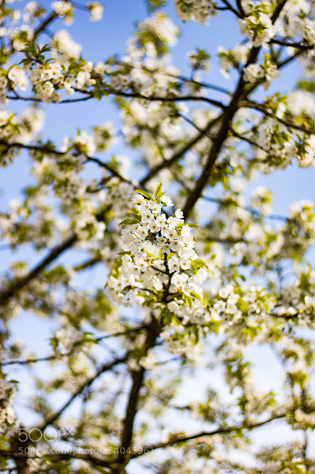Canon EOS 1300D (EOS Rebel T6 / EOS Kiss X80) sample photo. White tree photography