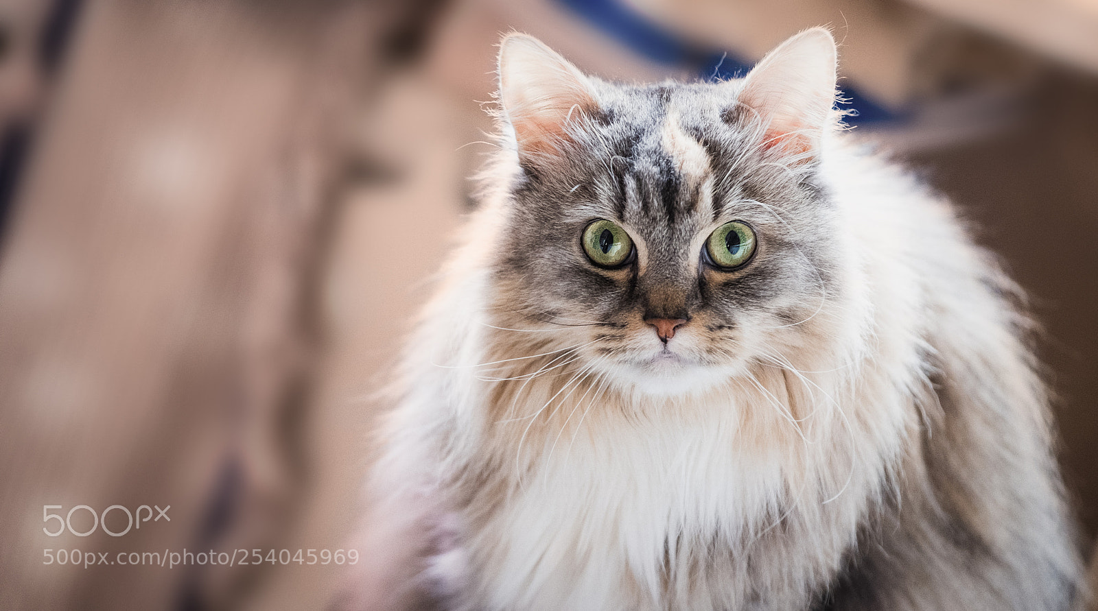 Fujifilm X-T20 sample photo. Hypnotic gaze photography
