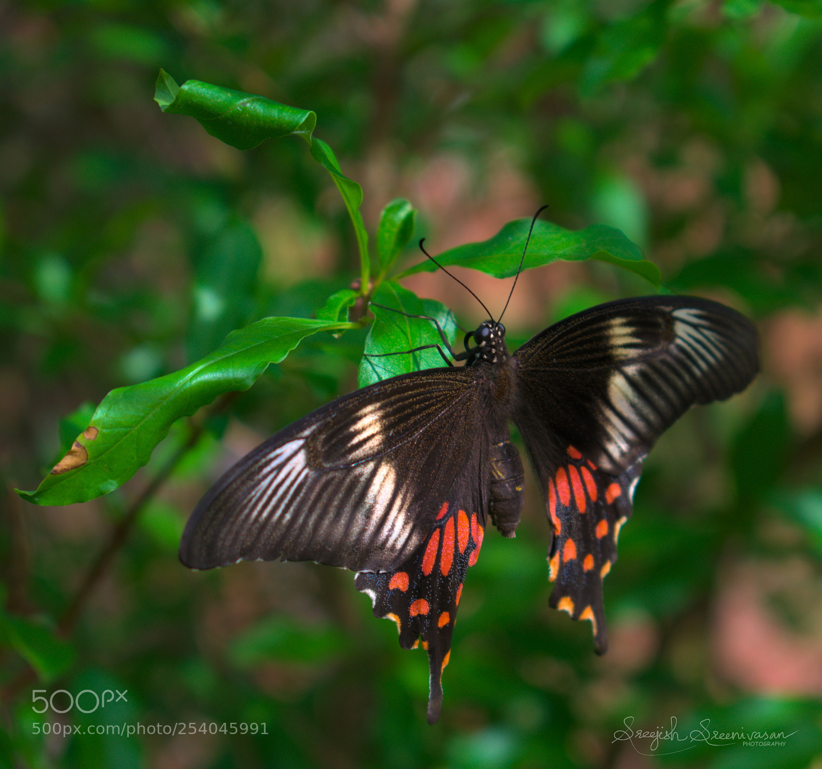 Nikon D3400 sample photo. Butterfly photography