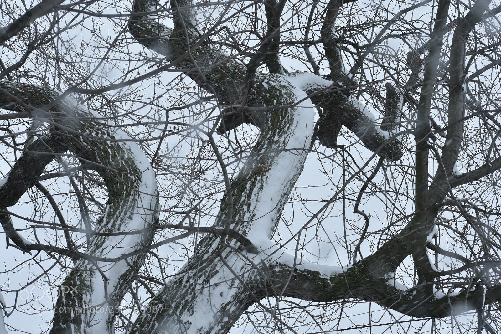 Nikon D3400 sample photo. Snow on ancient maple photography