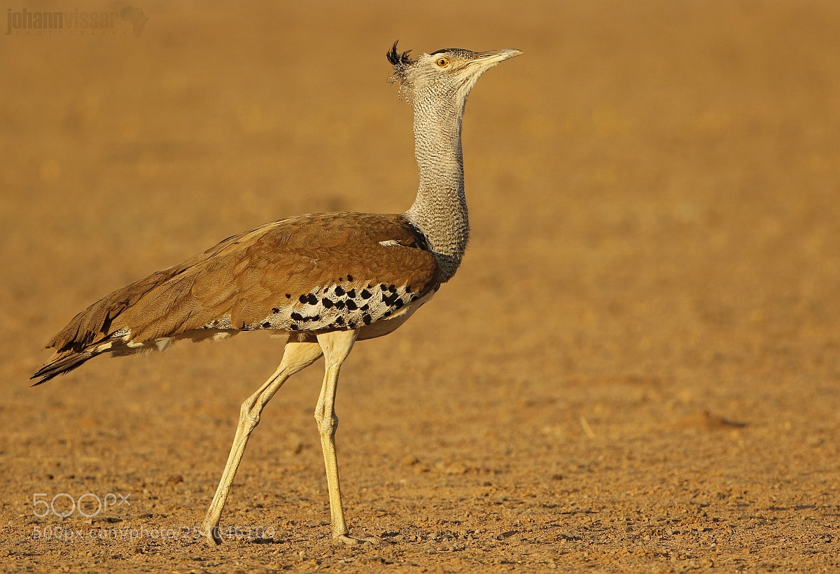 Canon EOS 7D Mark II sample photo. Heavyweight of the african photography