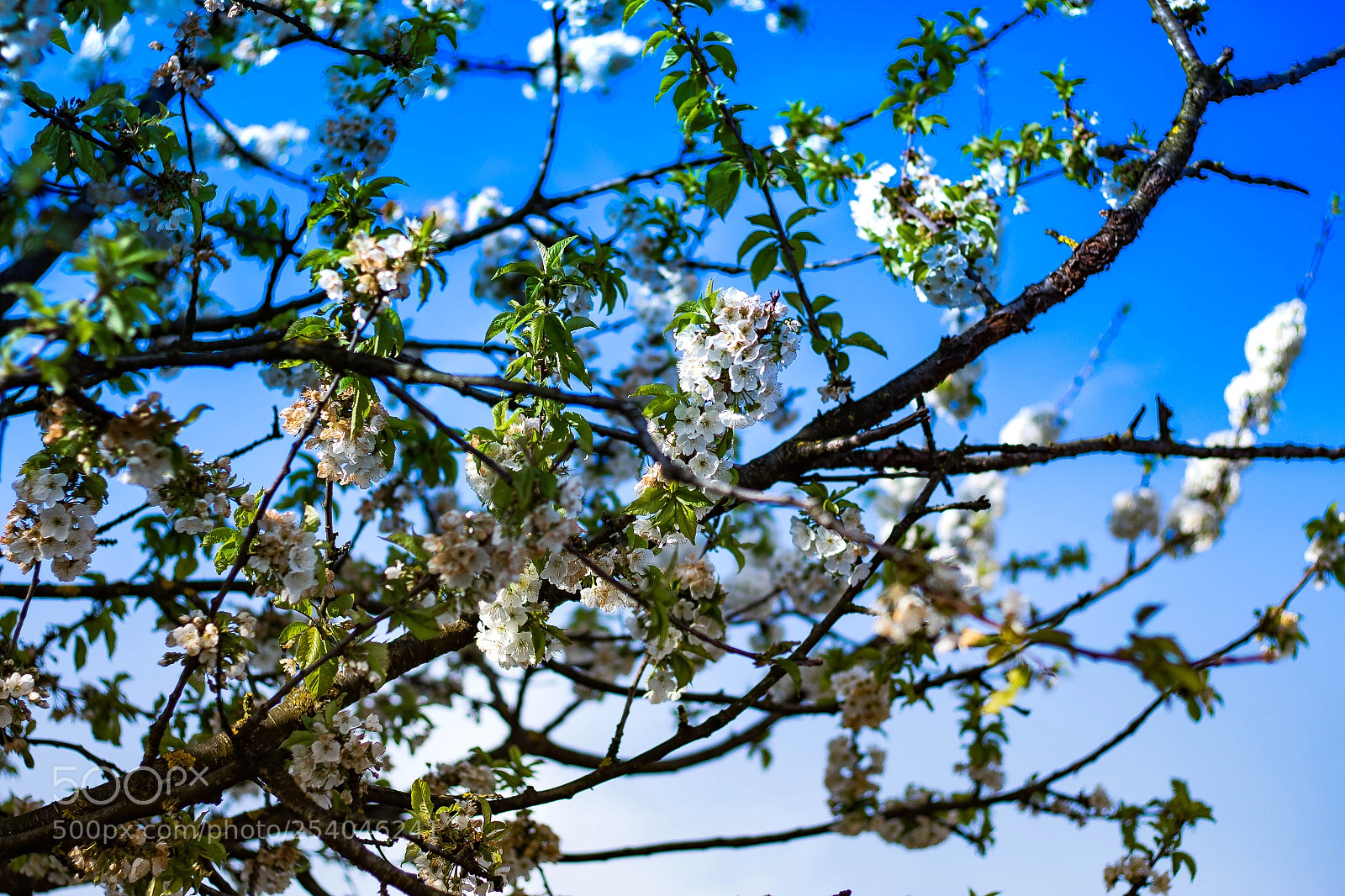 Canon EOS 1300D (EOS Rebel T6 / EOS Kiss X80) sample photo. White tree ii photography