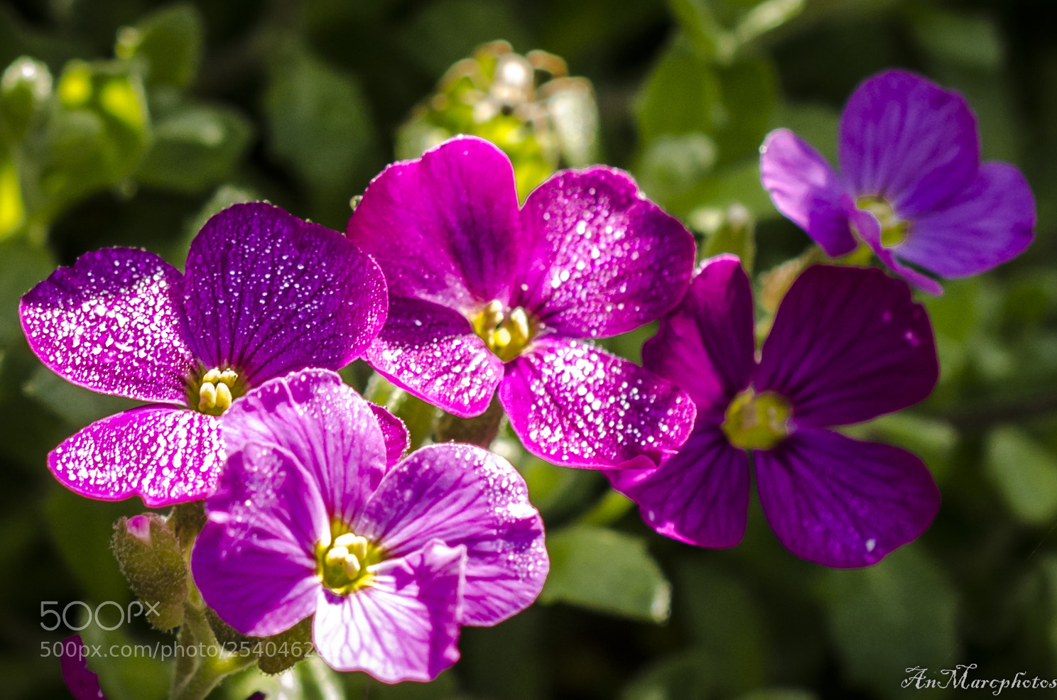 Nikon D7000 sample photo. Fleurs de printemps () photography