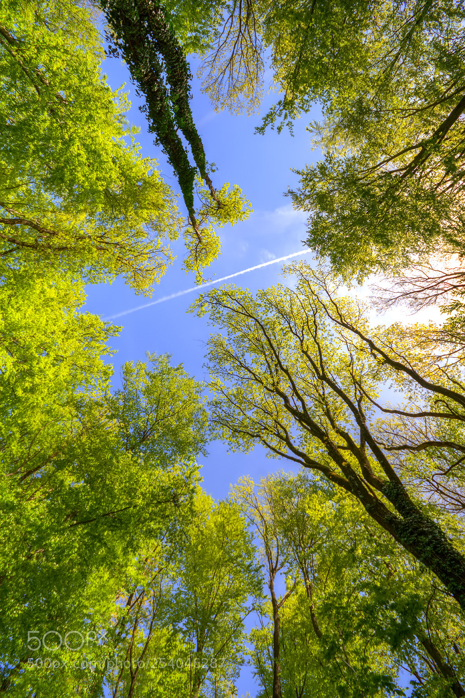 Nikon D7200 sample photo. Flying towards sun photography