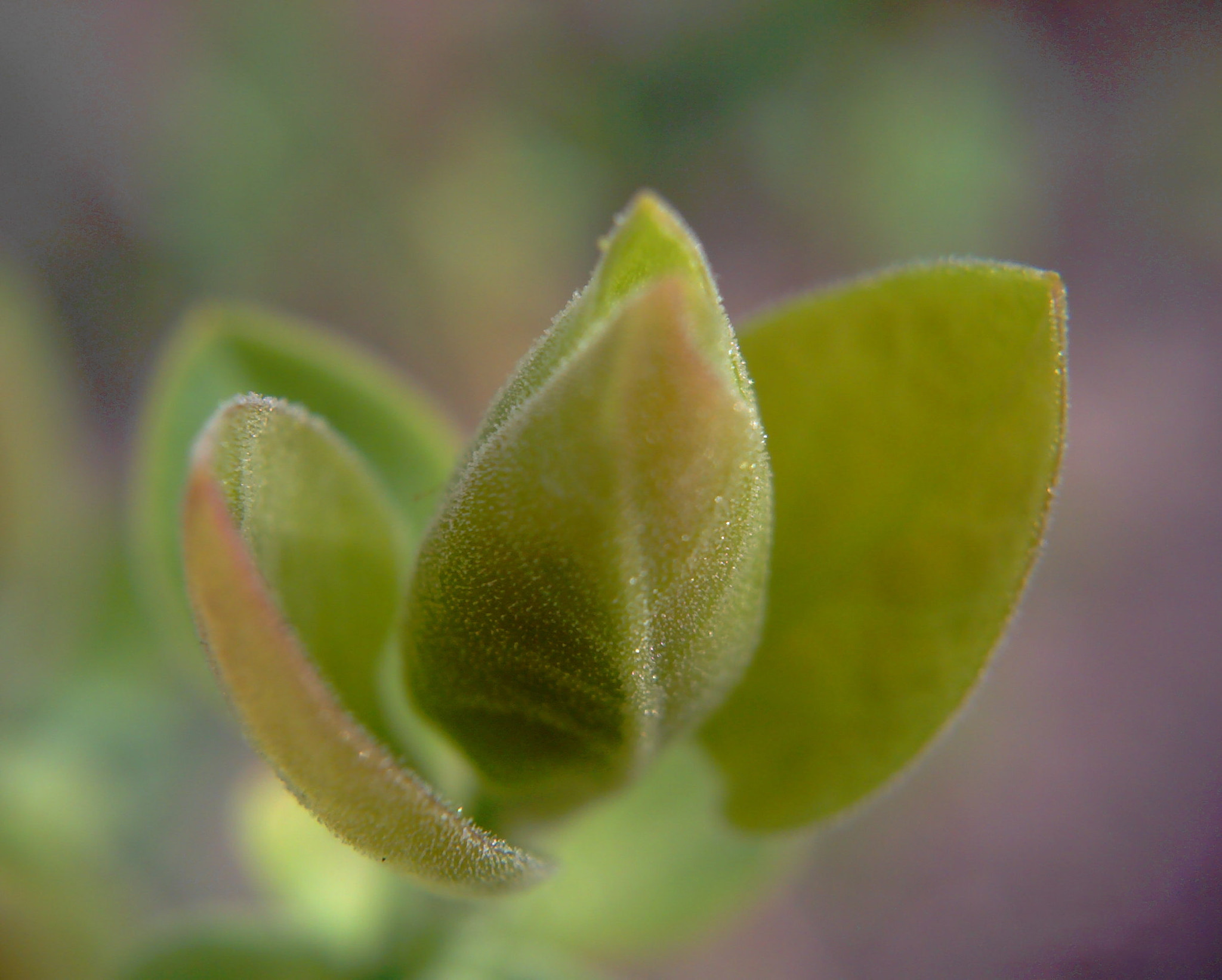 Syntek USB Camera sample photo. �spring photography