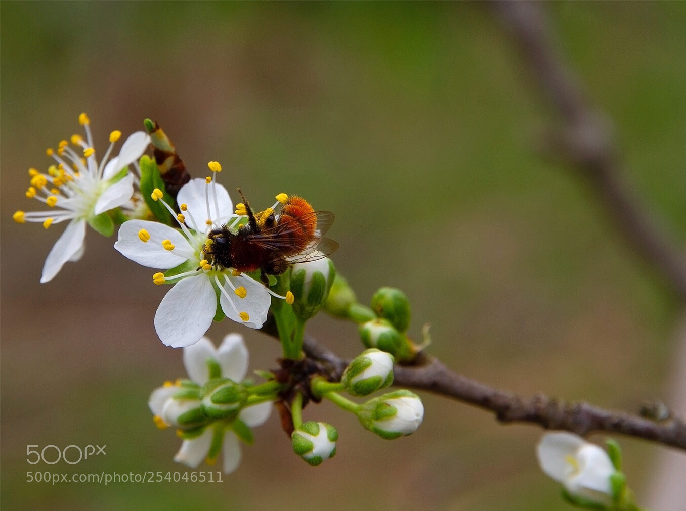Canon EOS 7D sample photo. Pollination
 photography