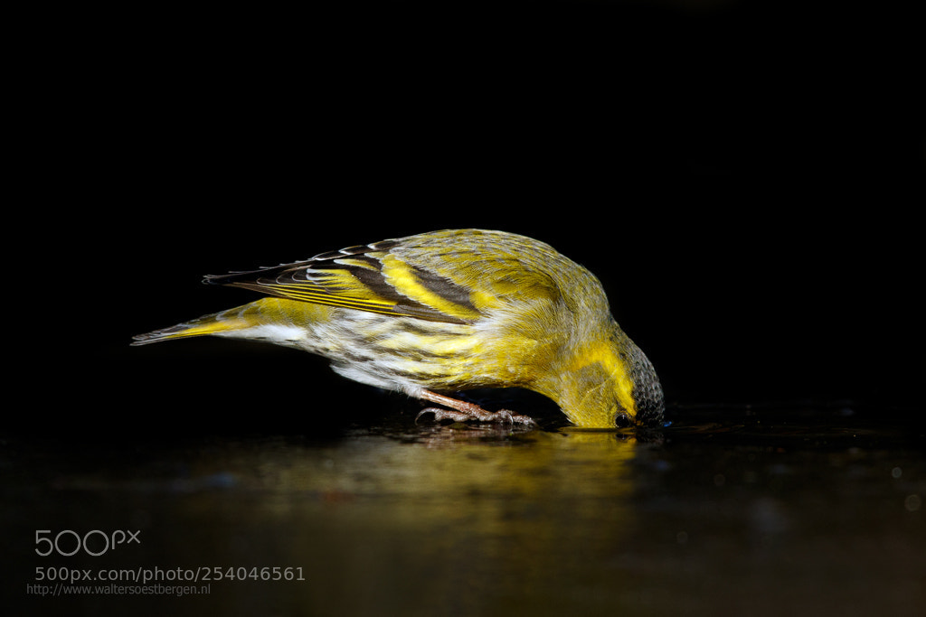 Canon EOS 7D Mark II sample photo. Siskin drinking photography