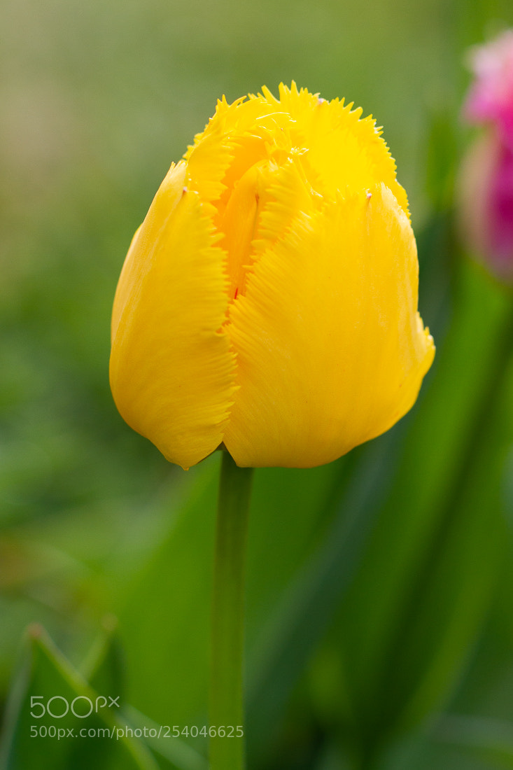 Canon EOS 7D sample photo. Yellow tulip photography