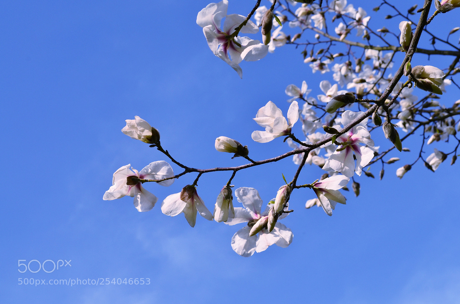 Nikon D5100 sample photo. Magnolia photography