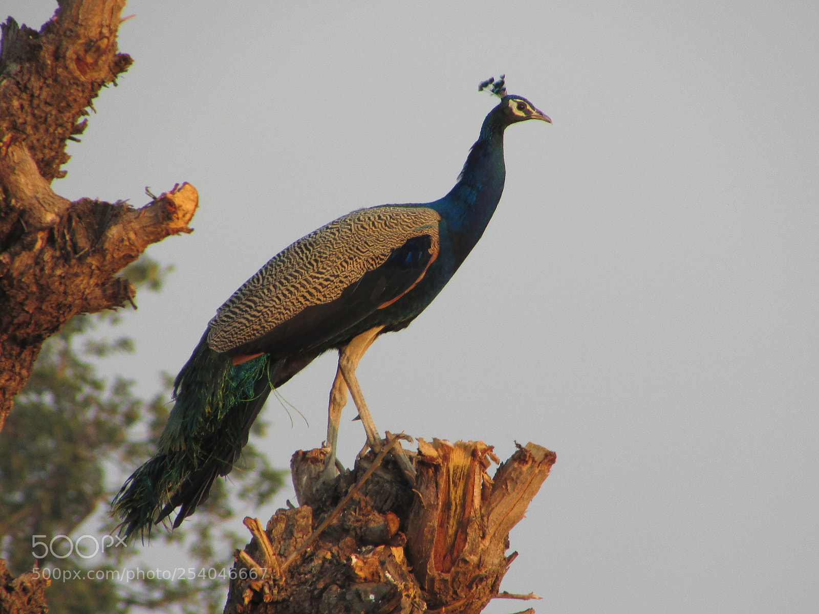 Canon PowerShot SX400 IS sample photo. India's pride photography