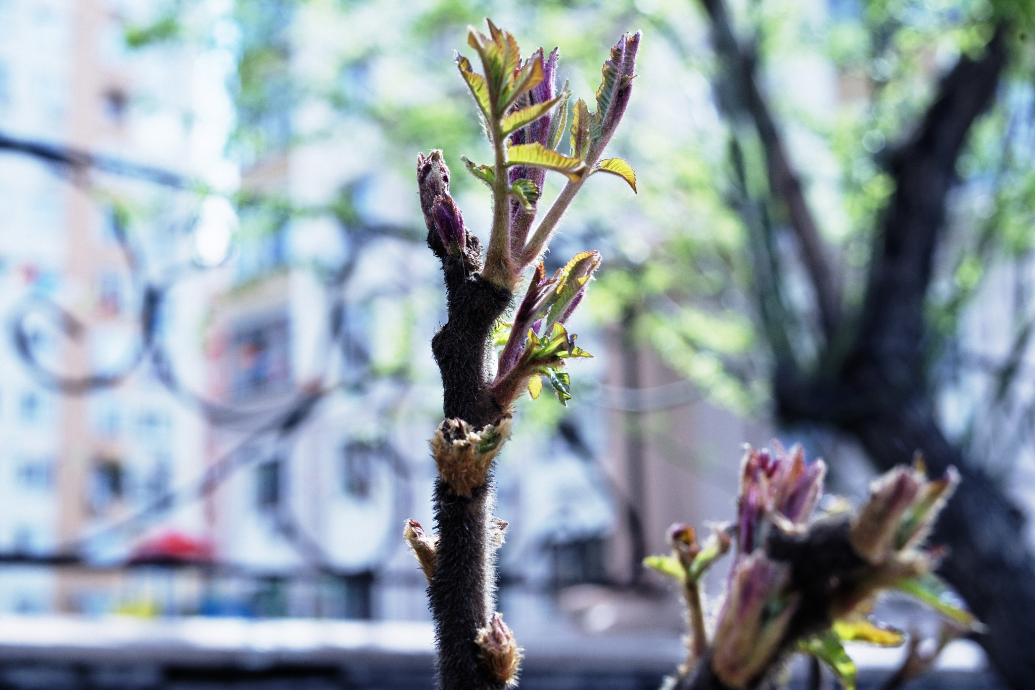 Minolta AF 35-70mm F4 sample photo. Spring. leaf. background. photography