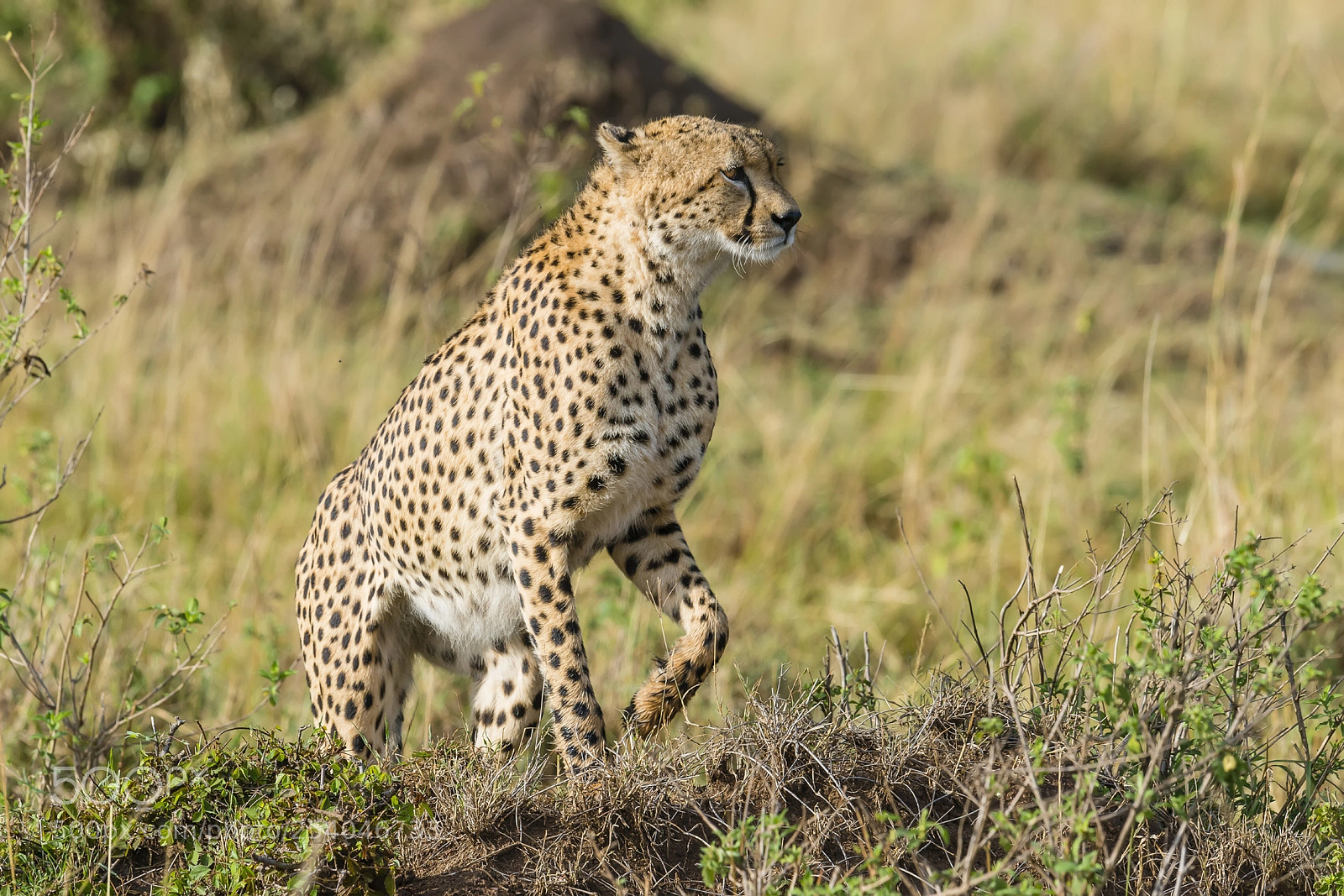Nikon D800 sample photo. Cheetah photography
