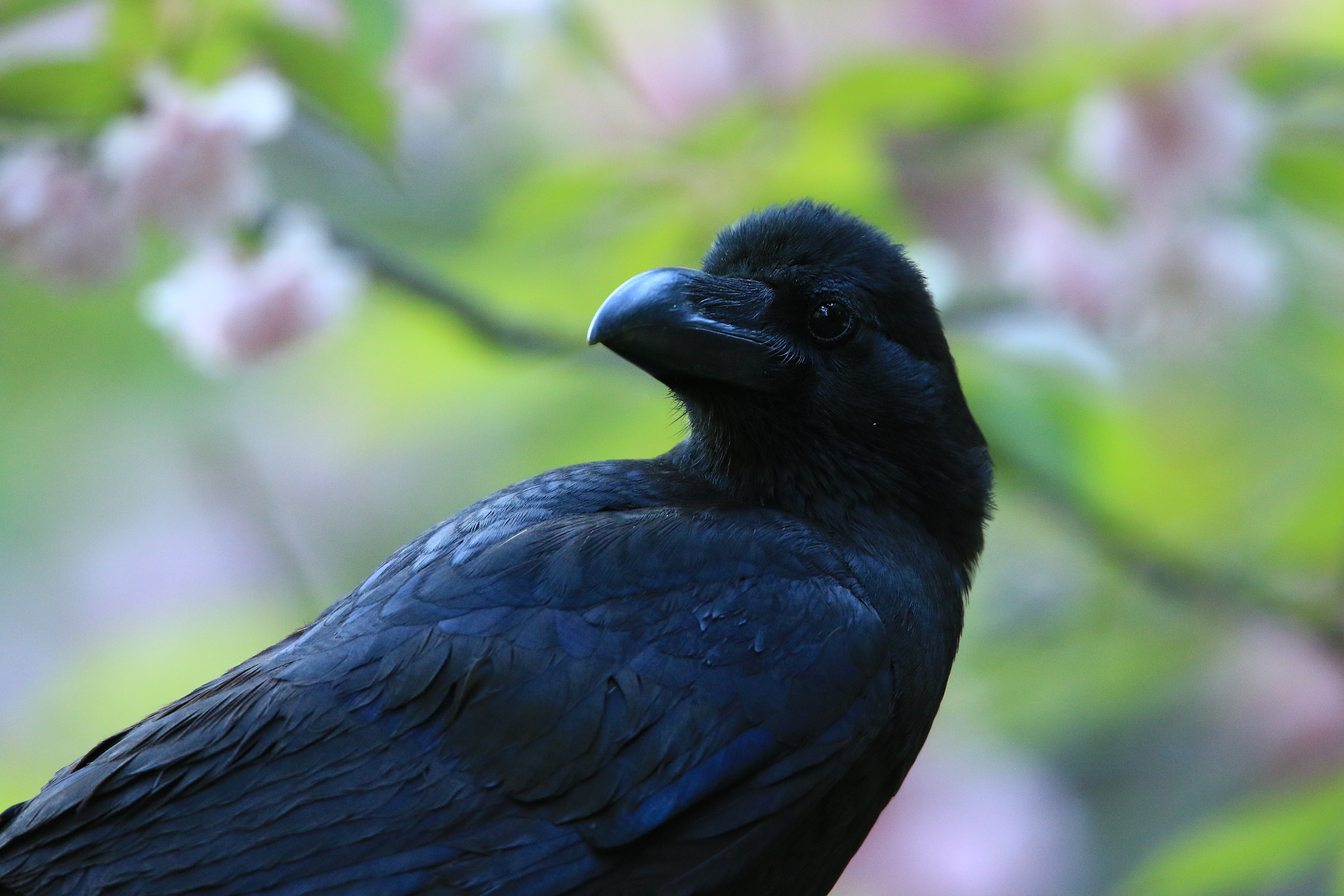 Canon EF 400mm F2.8L IS USM sample photo. ハシブトガラス  jungle crow photography