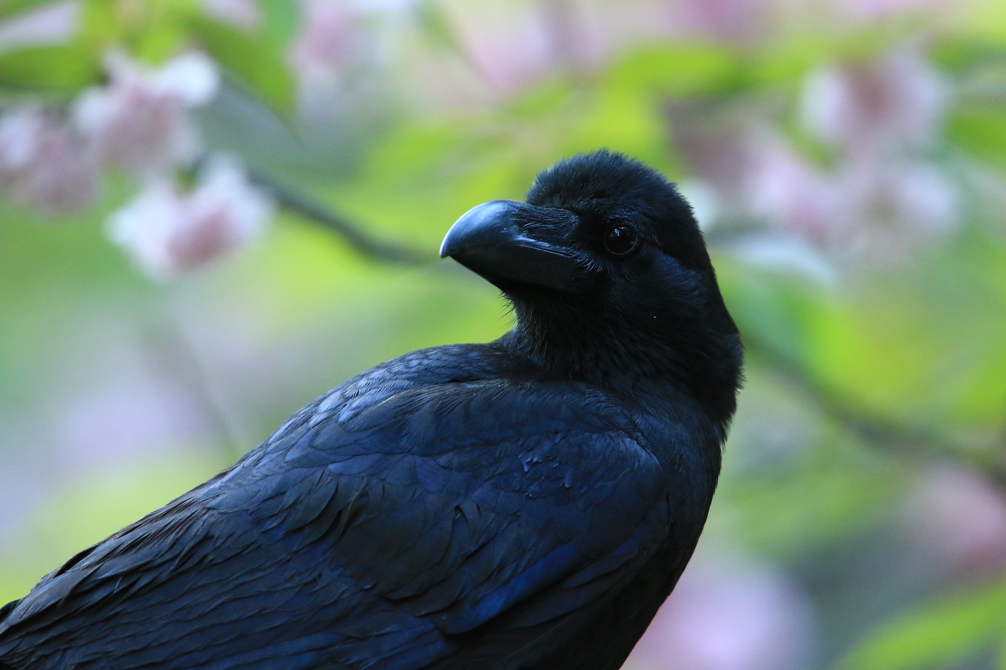 Canon EOS 7D Mark II + Canon EF 400mm F2.8L IS USM sample photo. ハシブトガラス  jungle crow photography