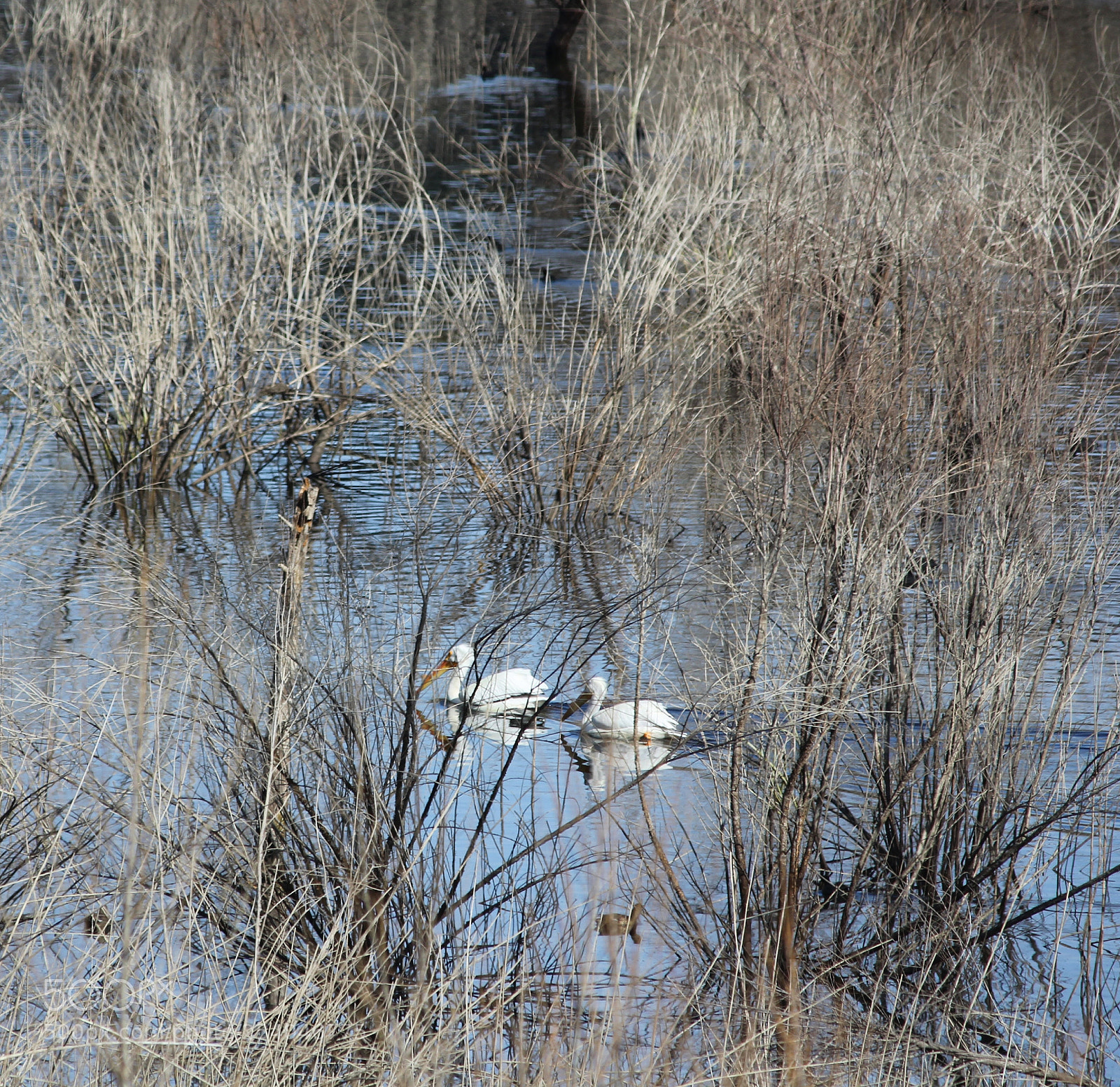 Canon EOS 60D sample photo. Marshland photography