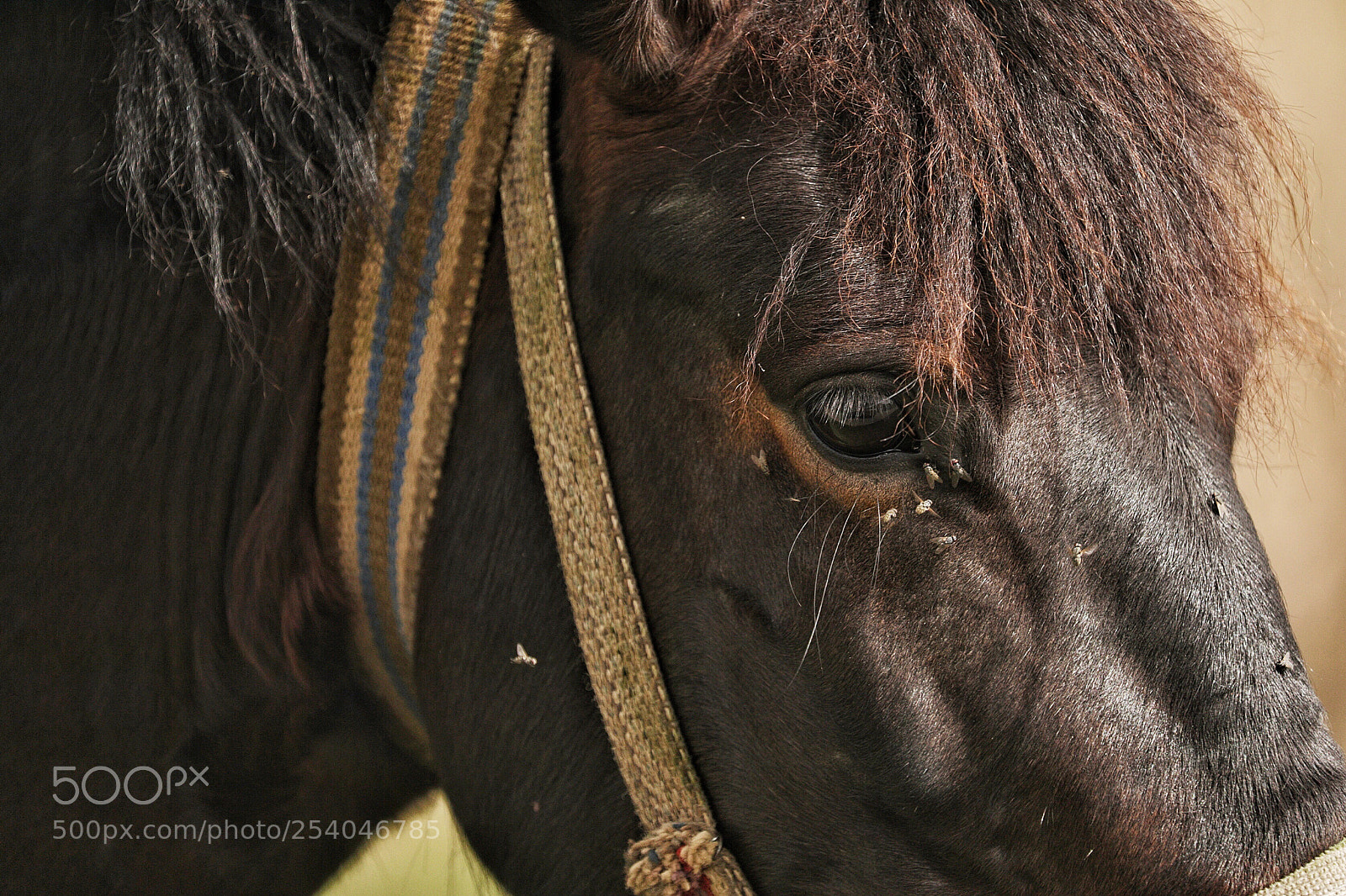 Canon EOS 5D Mark IV sample photo. Untitled photography