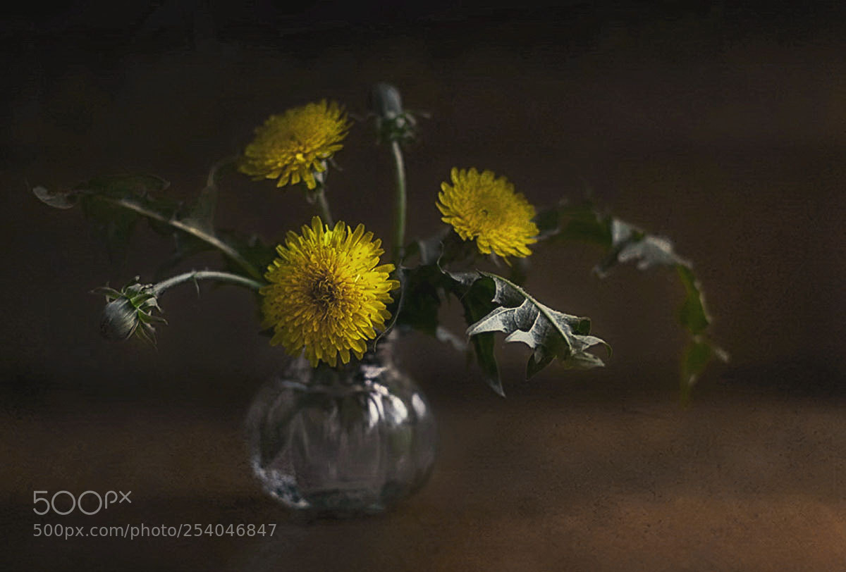 Nikon D7000 sample photo. Dandelions photography