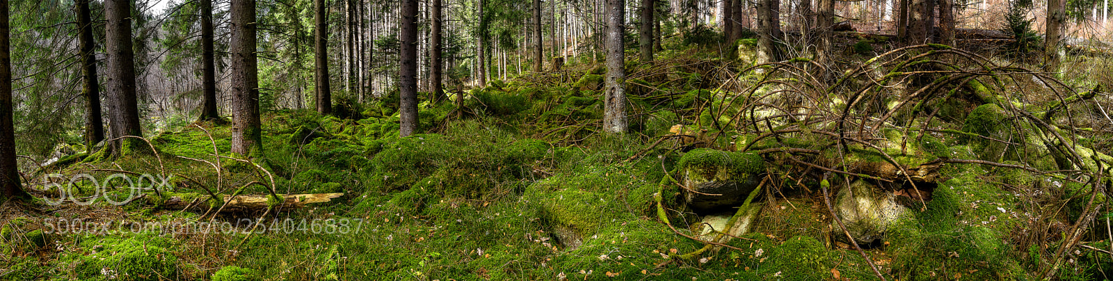 Sony a7 II sample photo. Forest photography