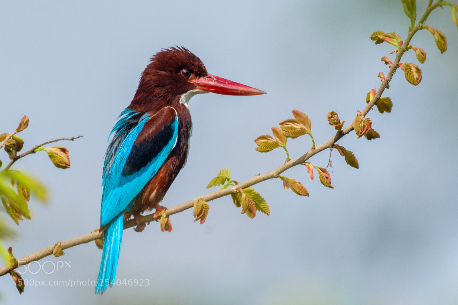 Fujifilm X-T2 sample photo. White throated kingfisher photography