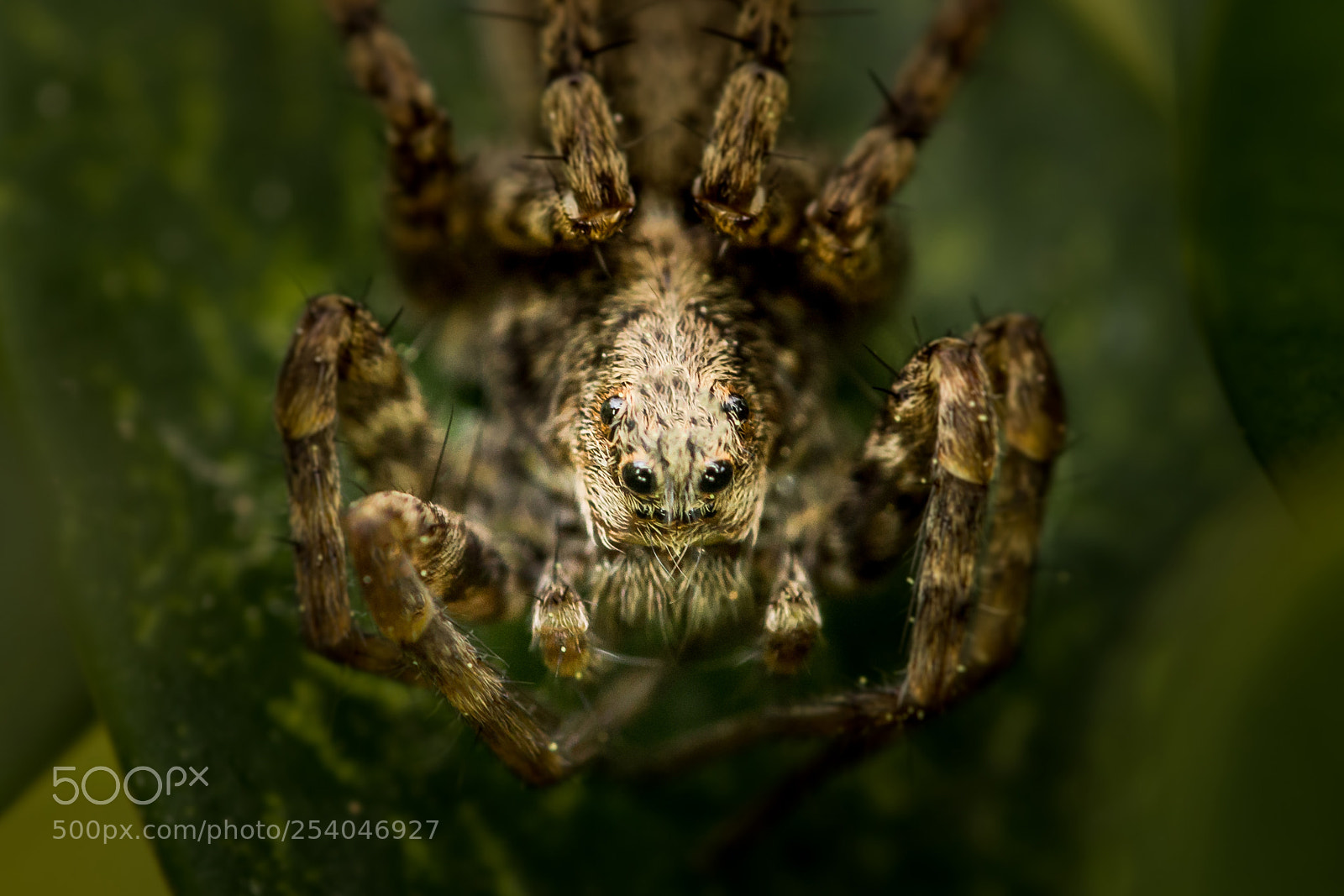 Canon EOS 70D sample photo. Spider photography